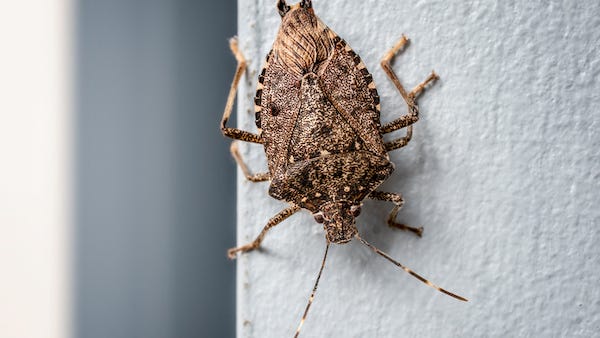 Spread of “invasive stink bugs” preparing to overtake the United States