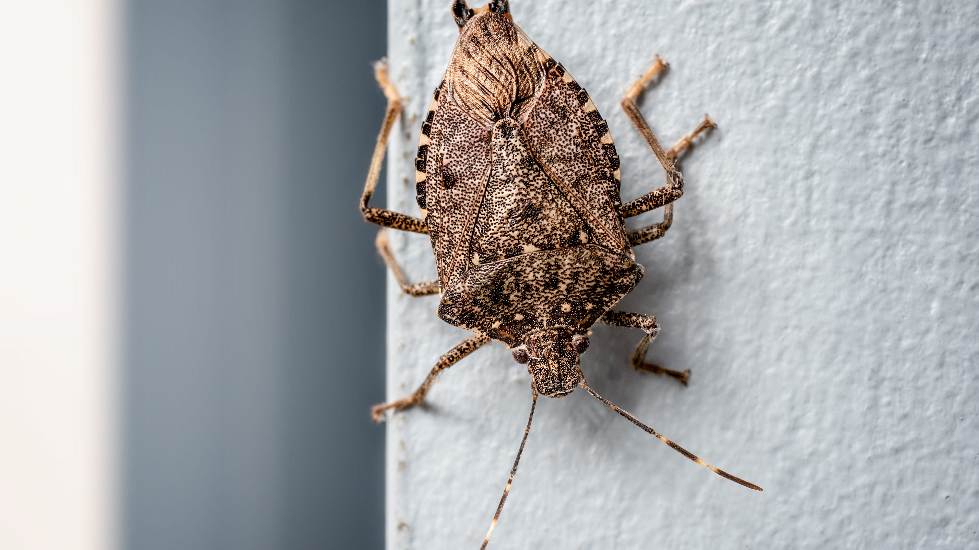 Spread of “invasive stink bugs” preparing to overtake the United States