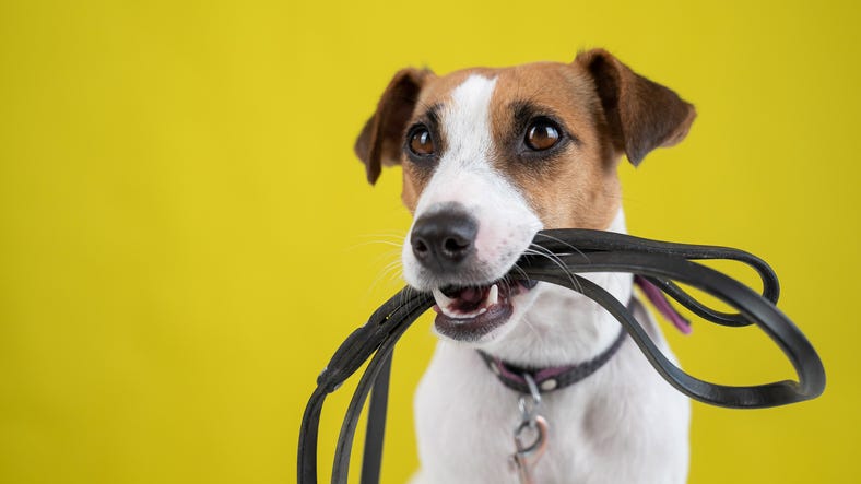 Jack Russell Terrier holding a leash on a yellow background