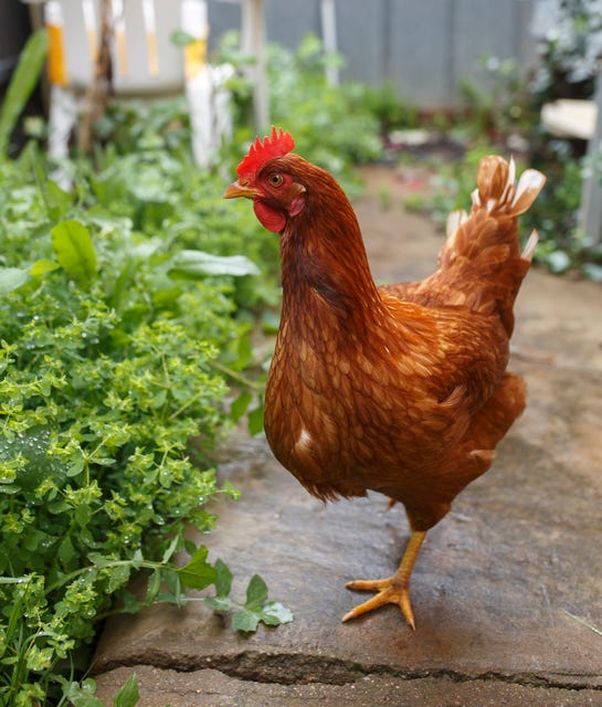 Chicken won't leave woman's yard