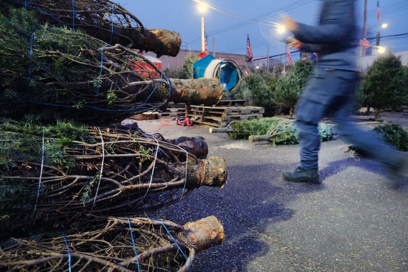 Christmas trees are displayed for customers in a lot at AA Christmas Trees in Brooklyn on December 09, 2021 in New York City. 