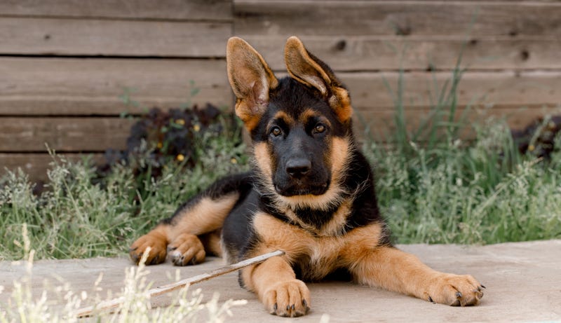 FILE: Puppy