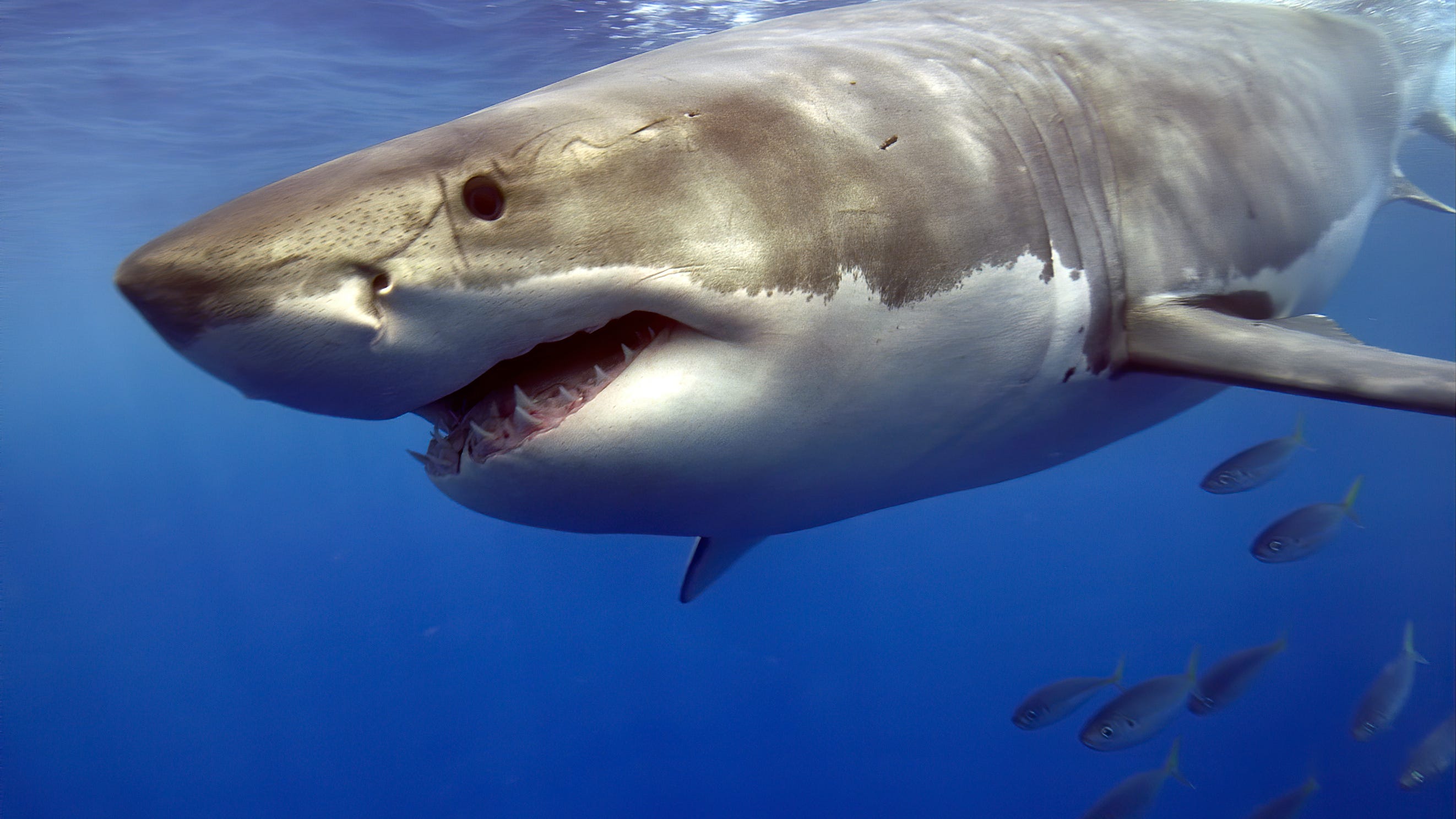 Woman attacked by shark while swimming near San Diego