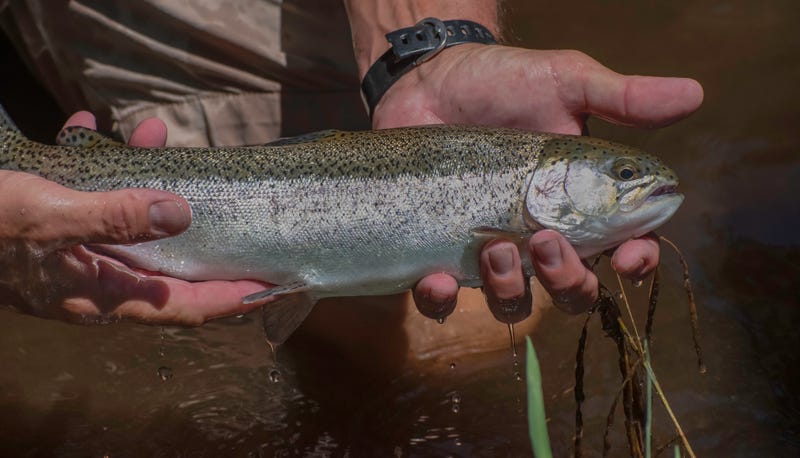 A Cutthroat Trout is Caught in Northern California