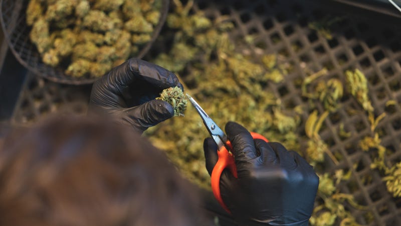 person trimming marijuana flower