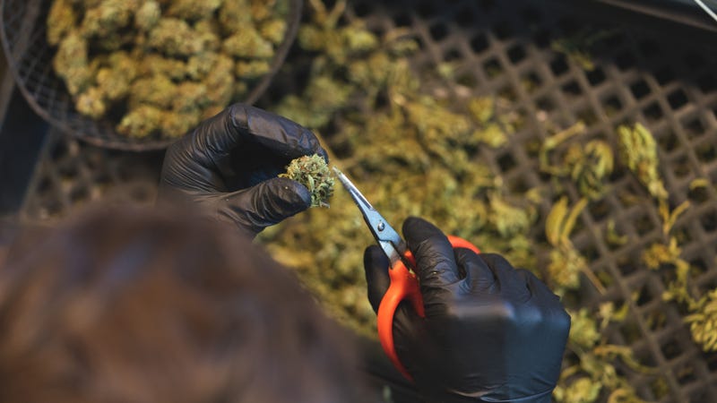 Marijuana buds.