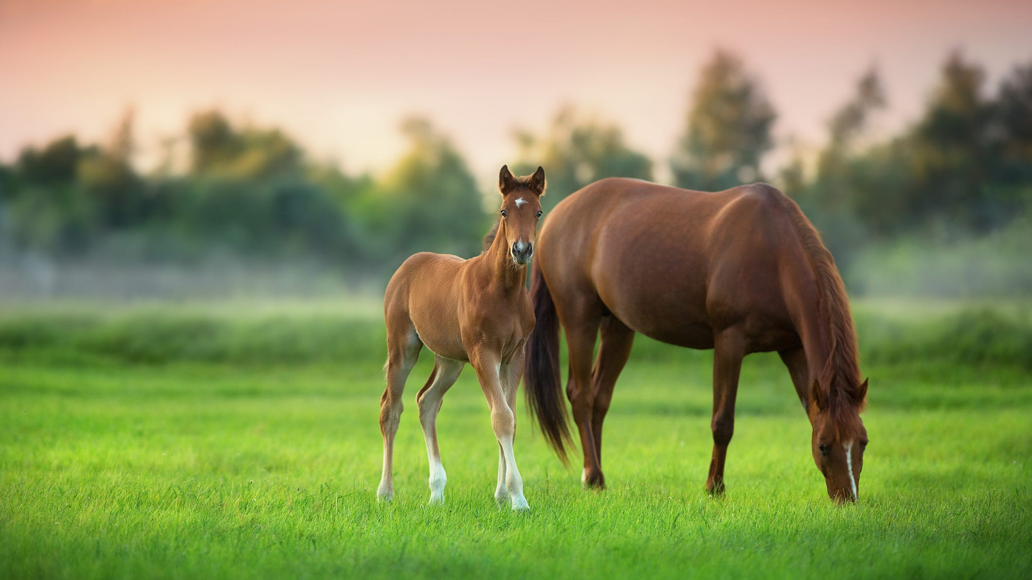 Someone is shooting horses in Utah