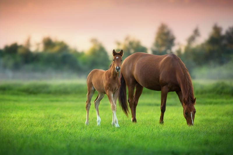 Horses