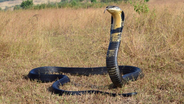 The Grand Prairie cobra escaped exactly one year ago