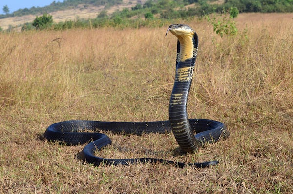 King Cobra sitting in a field
