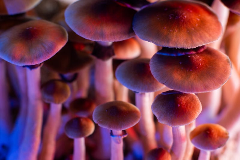 mushroom caps with stalks