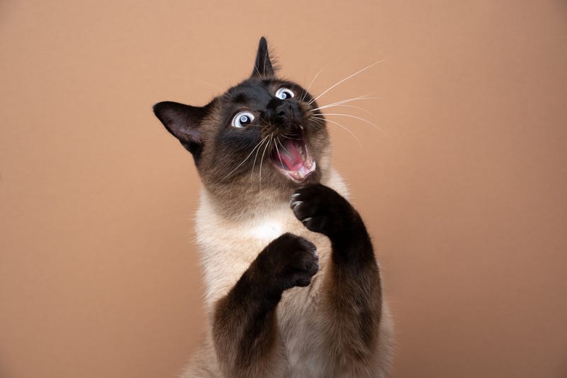 cat