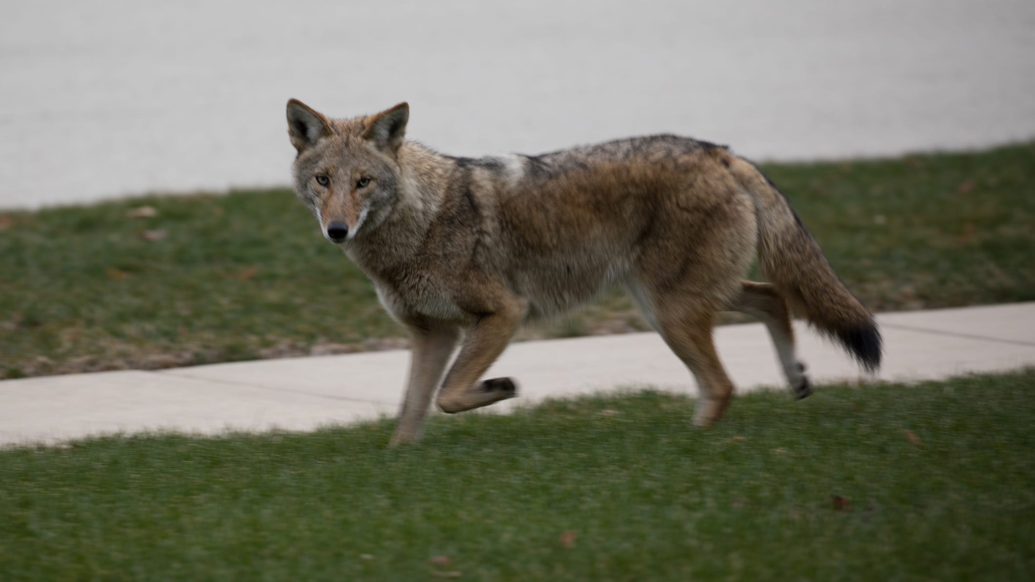 Coyote attacks 2-year-old outside LA-area home