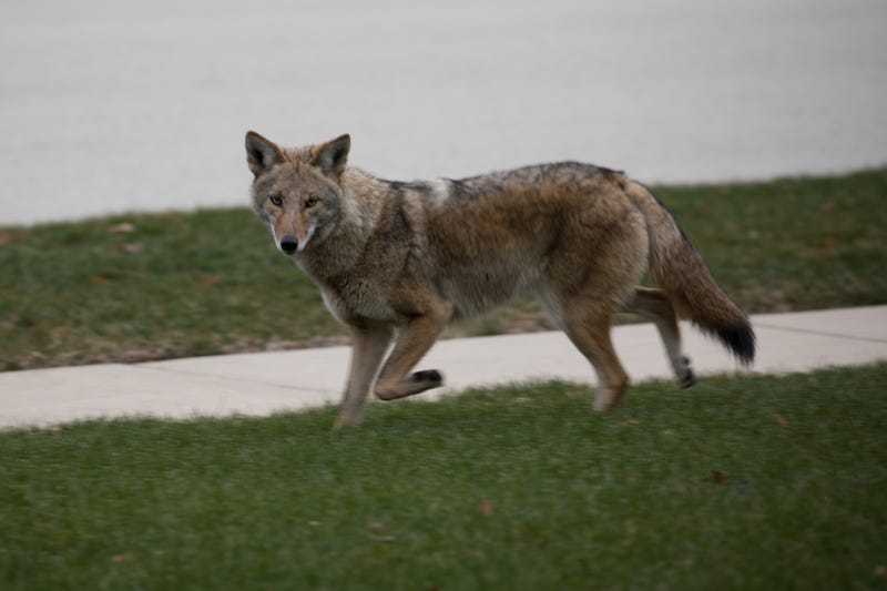 coyote
