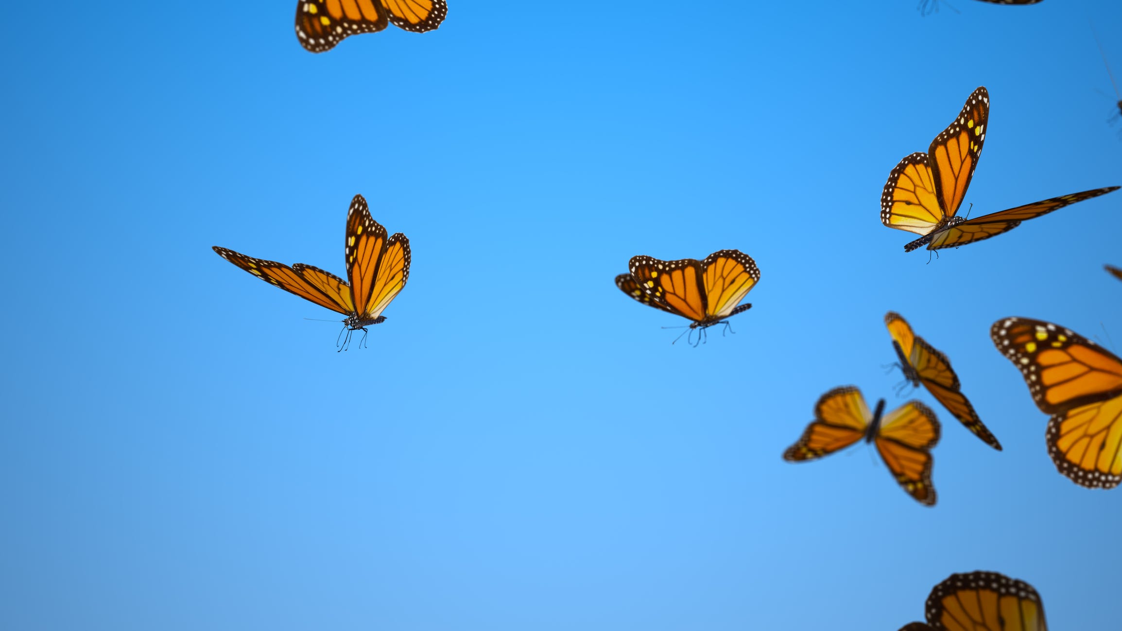 Second-oldest US first lady ever will celebrate 95th birthday with butterflies