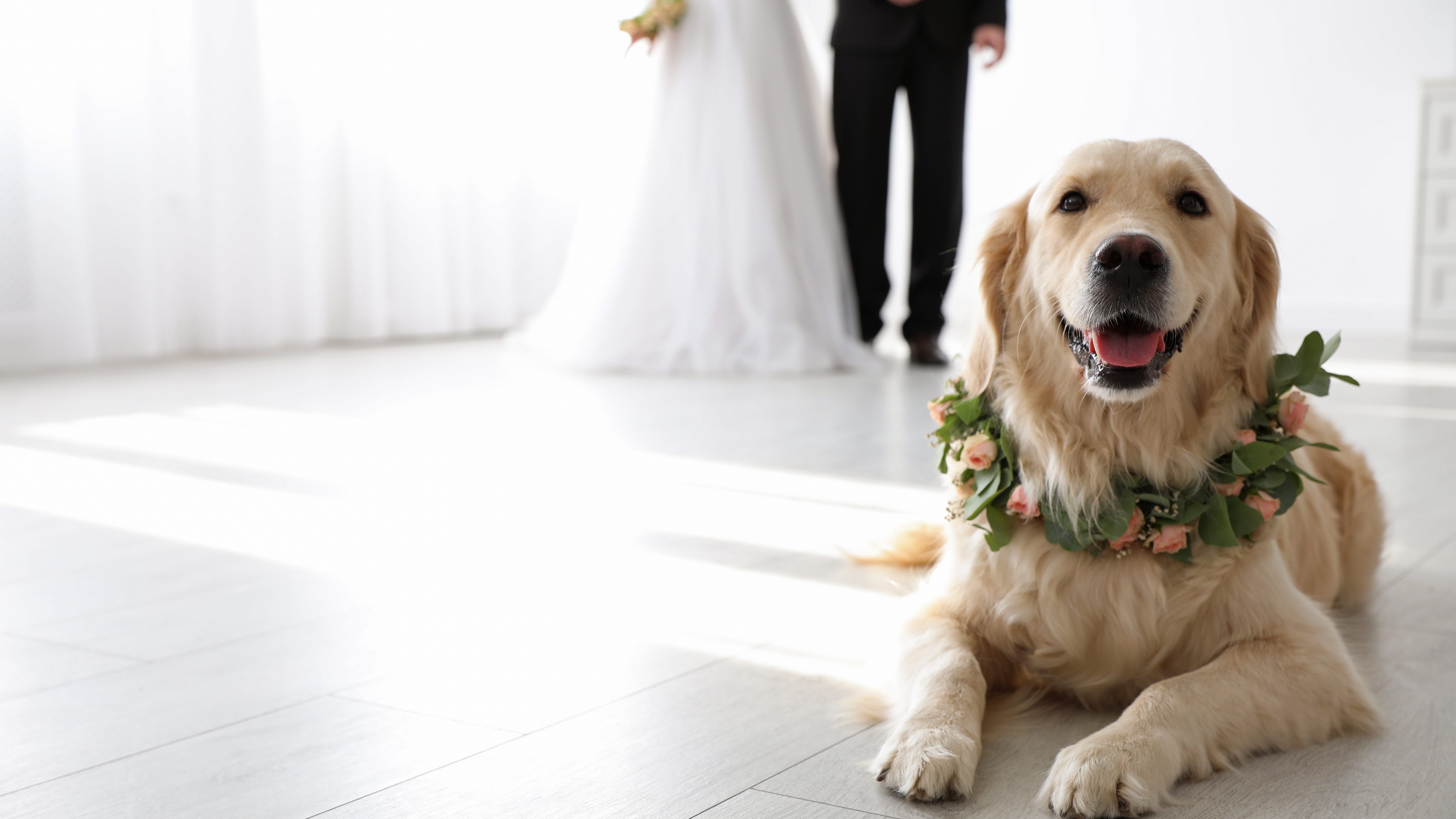 Bride and groom adopt stray dog that crashed their wedding
