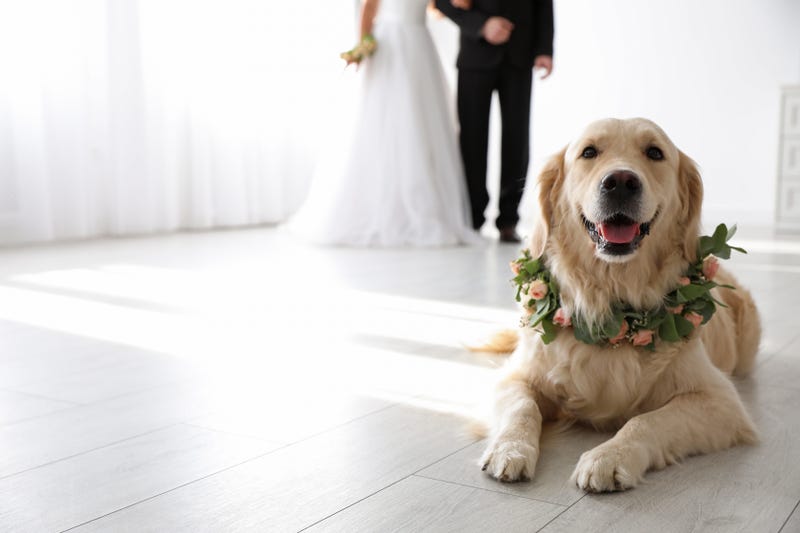 Adorable golden Retriever wearing wreath made of beautiful flowers on wedding.