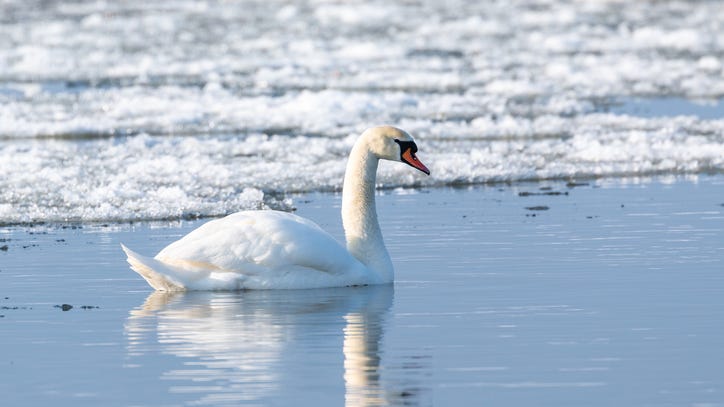 Oakland County Sheriff's Office saves injured swan frozen to lake for more than 24 hours in Orion Twp