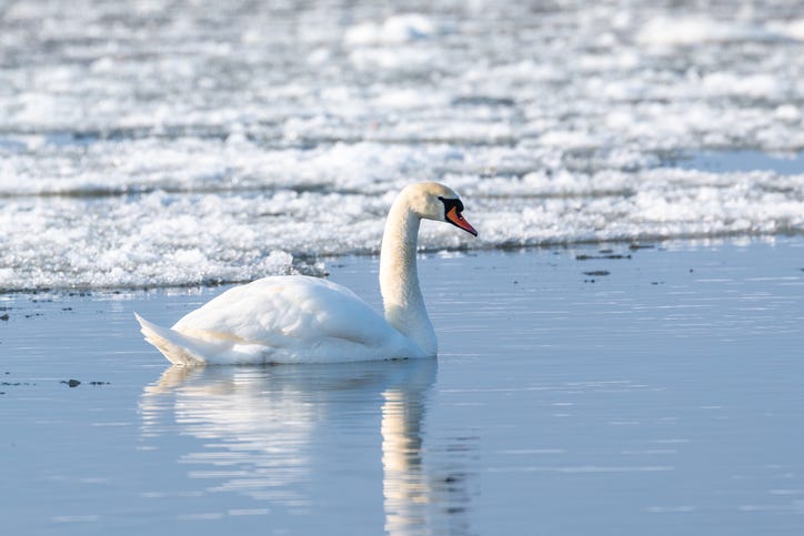 A single swan swims in a lake. Ice and snow float on the surface.