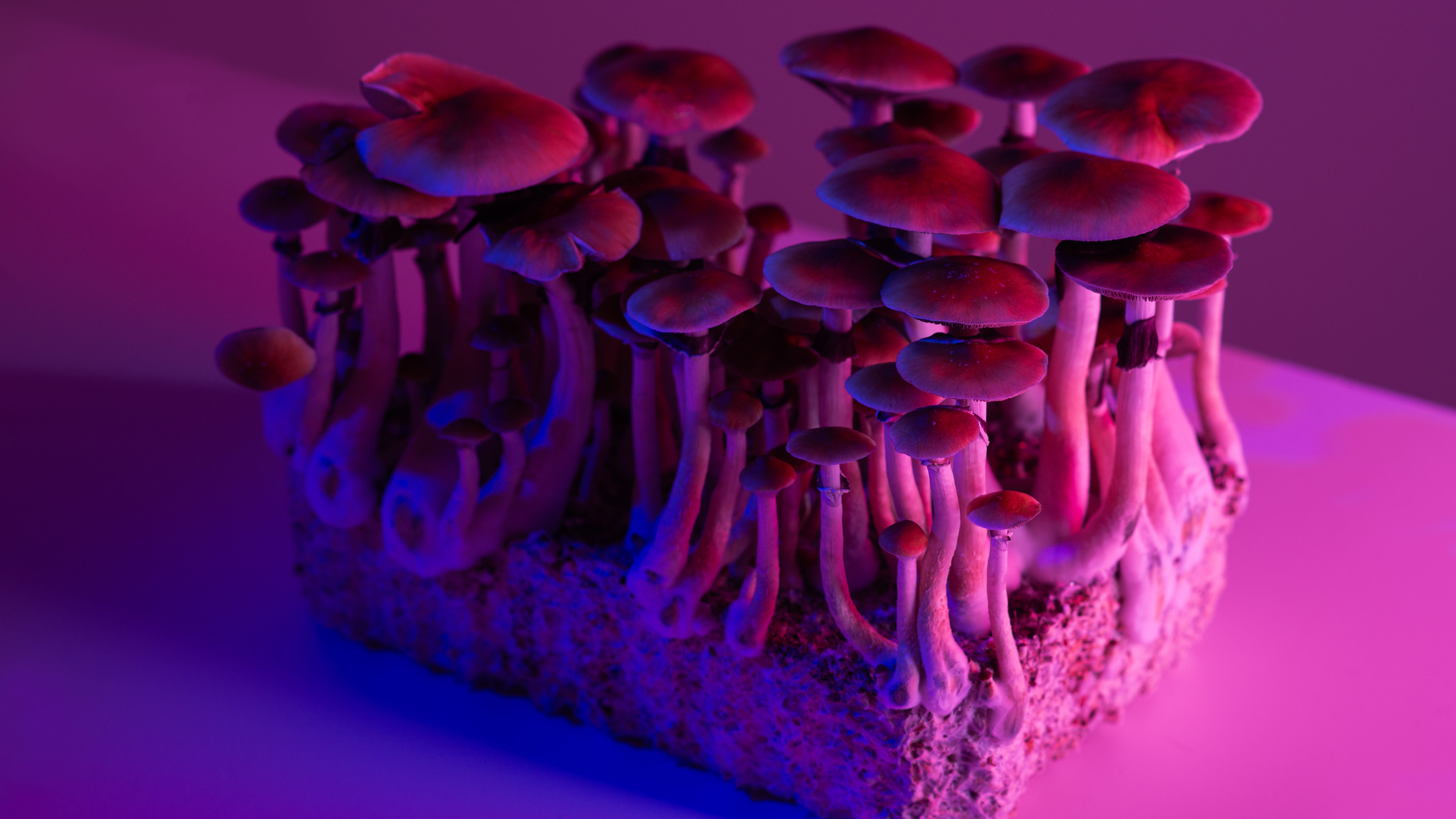 Missouri researchers explore psychedelic drugs to treat mental illness