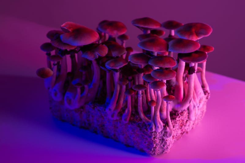 mushrooms under pink light