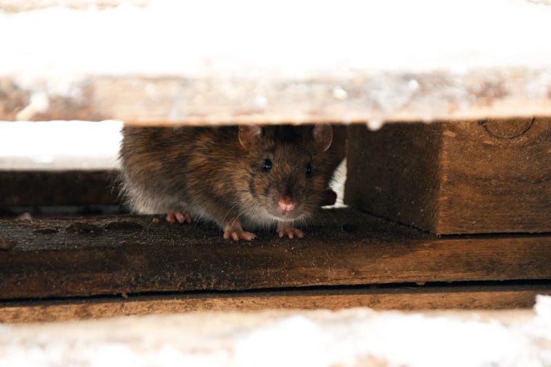 Mouse