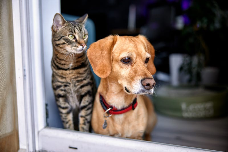 Kerkez/iStock Getty Images Plus