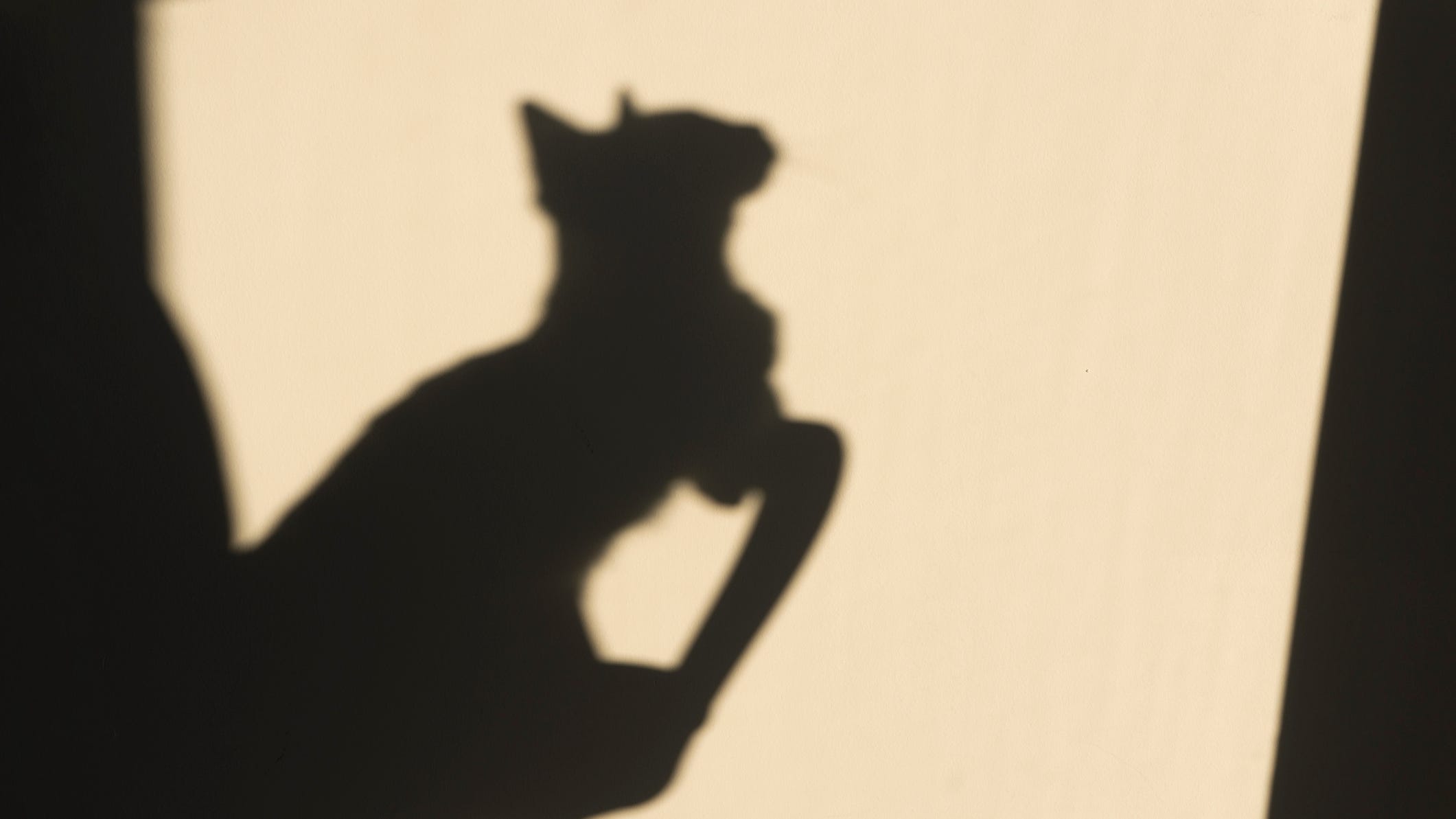 Cat reunites with family after going missing for 11 years