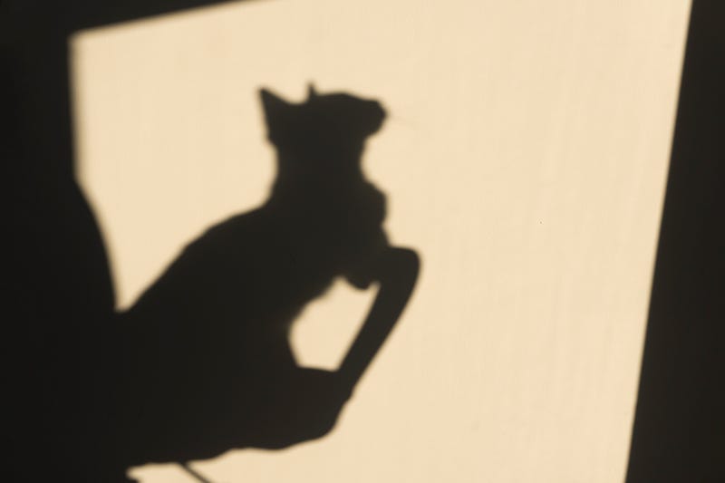 Cat shadow on wall stock photo.