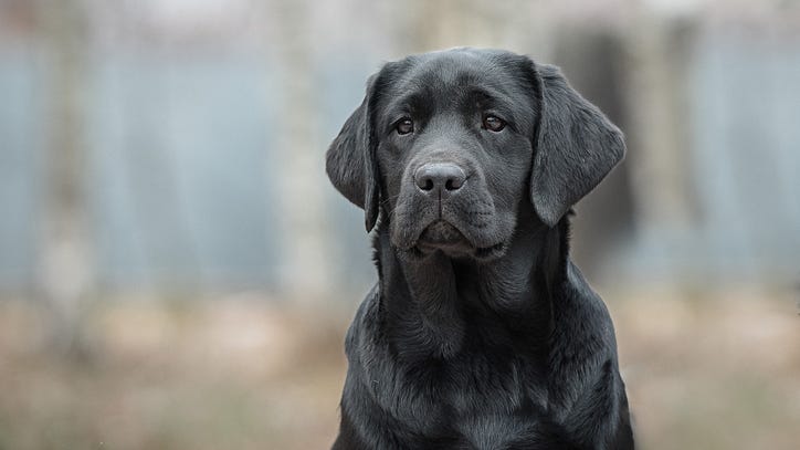 Pedophile caught by an electronics-sniffing dog