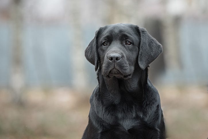 Black Labrador retriever