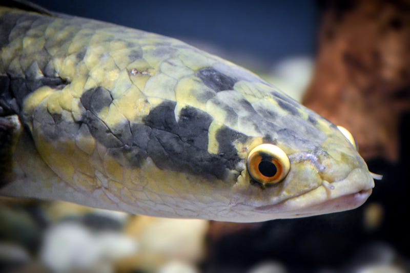 The northern snakehead fish. 