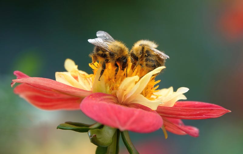 A beautiful close-up shot of two bumblebees collecting pollen from a yellow and red coloured flower against a blurry green background.