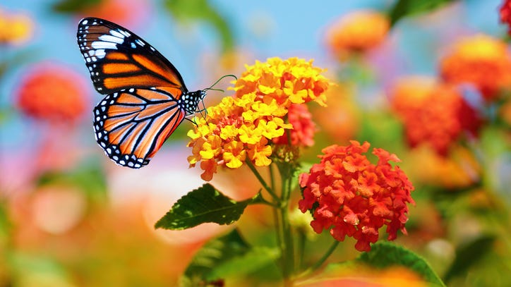Discovered: This is where butterflies came from