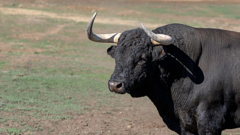 File Photo: Bull