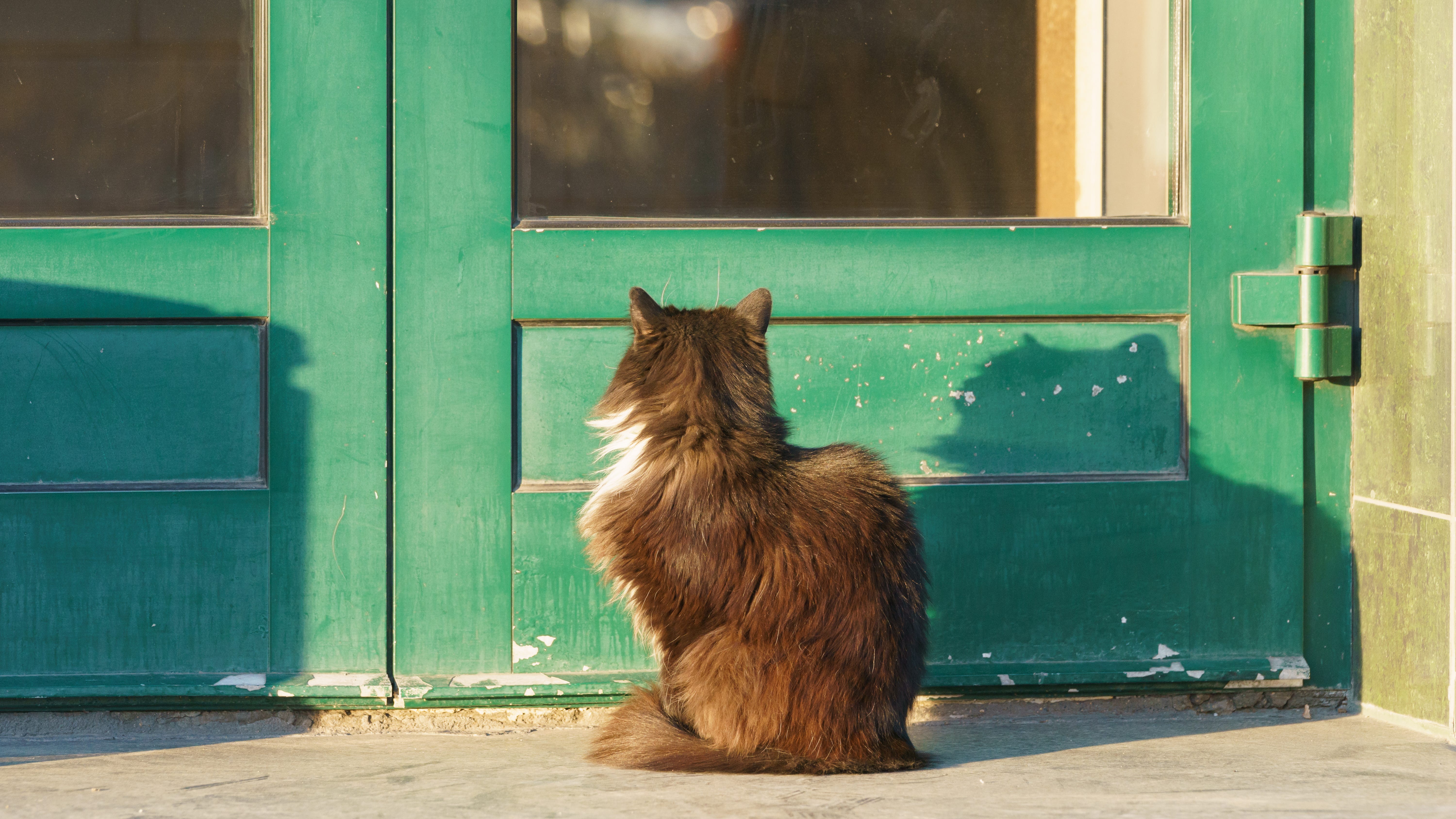 10-year-old girl reunited with beloved cat in Calif. after leaving him behind while fleeing Ukraine