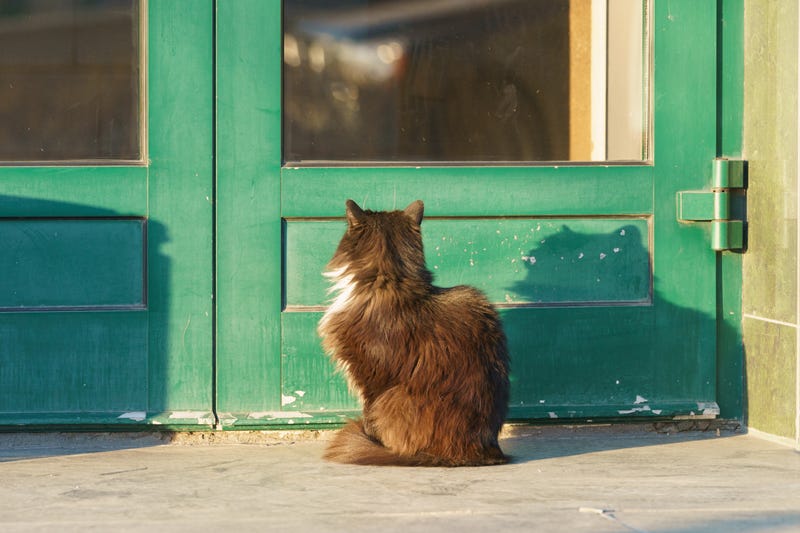 A 10-year-old girl was devastated to leave her cat behind when her family fled Ukraine. But they recently reunited in California.