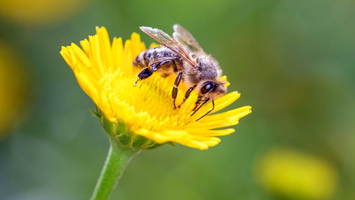 Insecticides that are bad for bees could be banned