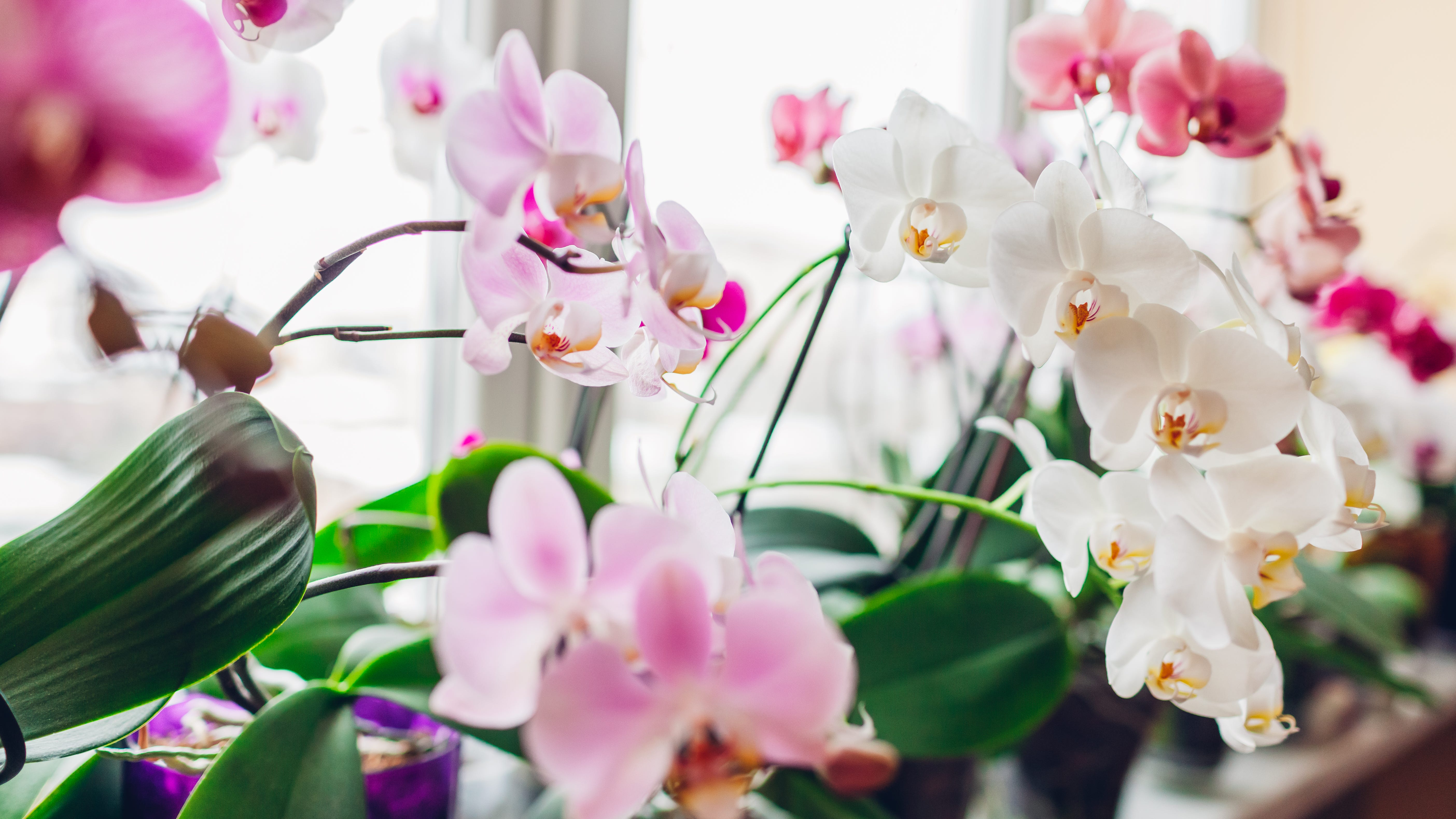 How to keep orchids safe during the winter months