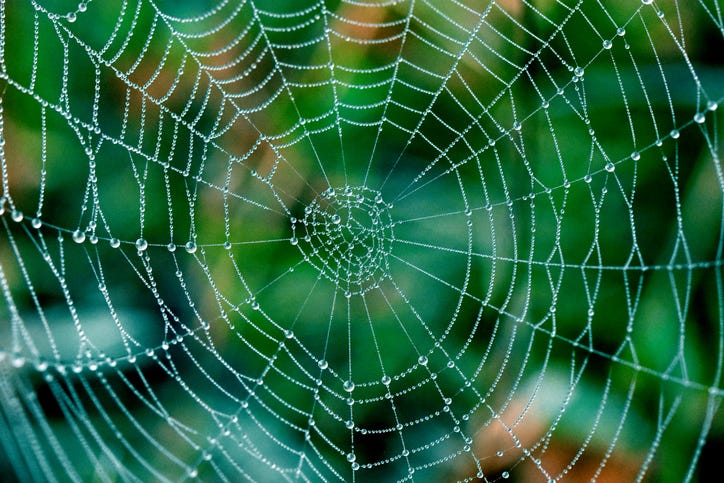 spider web