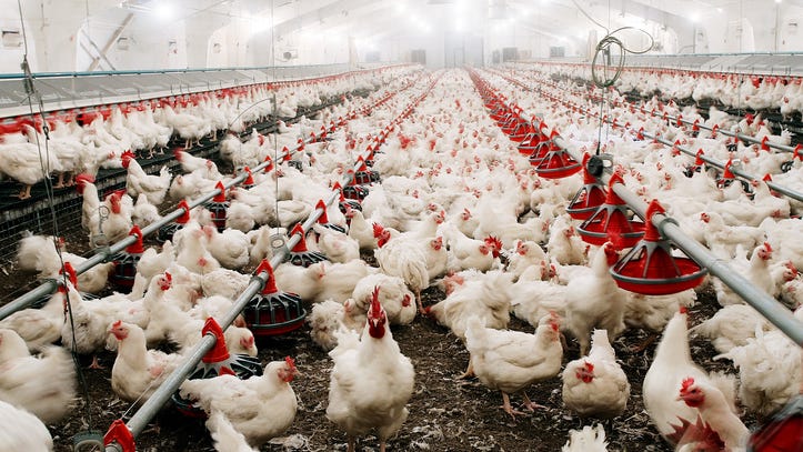 Antibiotics in farming is a danger to human immune systems: report