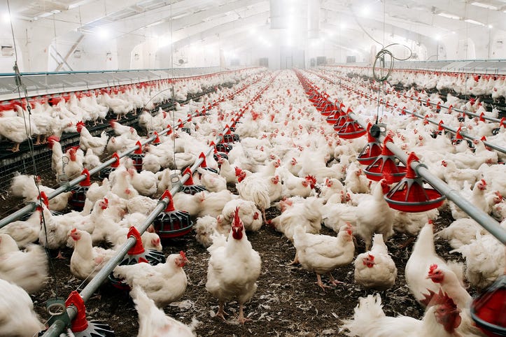 chicken farm