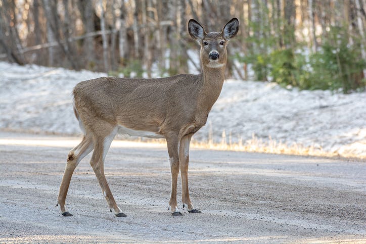 white tail deer