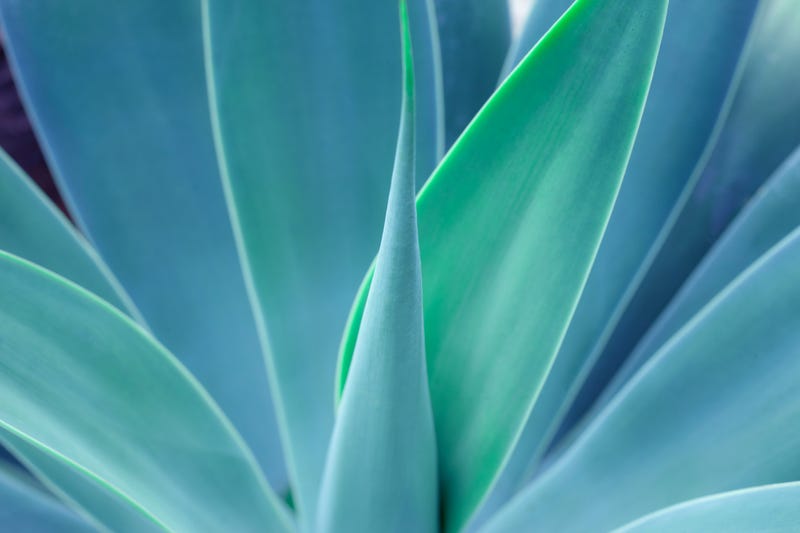 agave plant up close