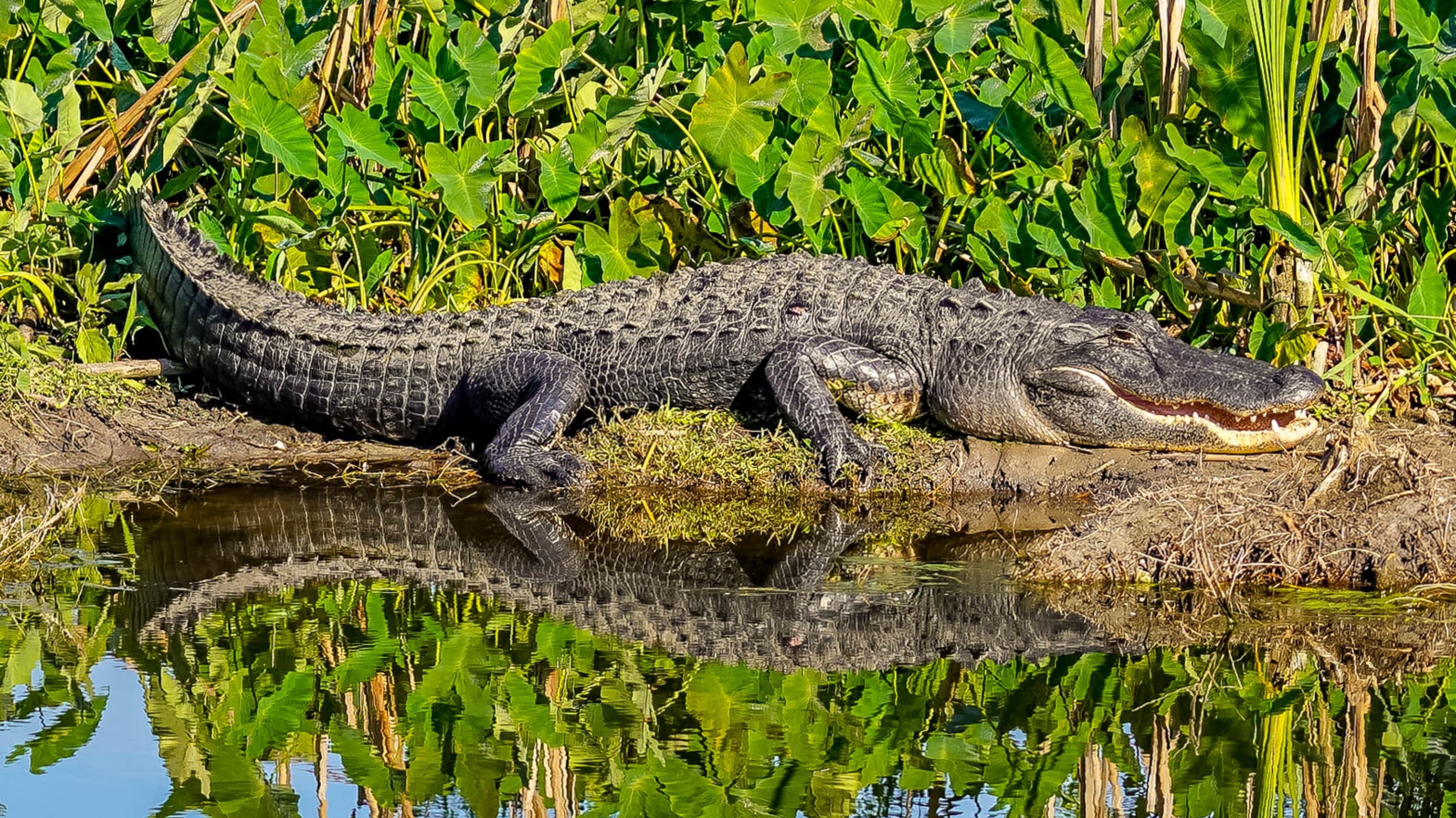 WATCH: Alligator effortlessly rips through metal fence