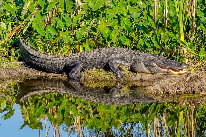 Alligator sitting in the sun. 