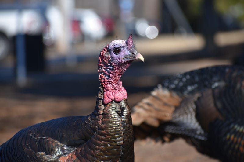 Turkey