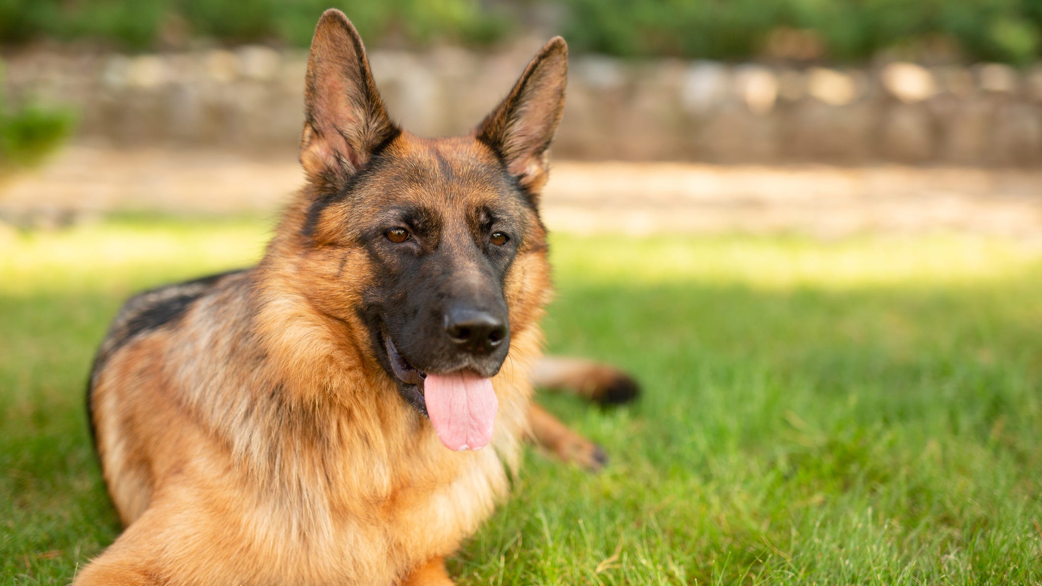 Oakland animal shelter aims to adopt out 50 big dogs this weekend