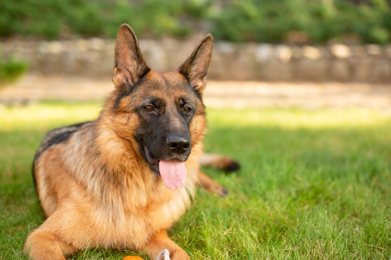 The adoption fee will also be waived during this period.