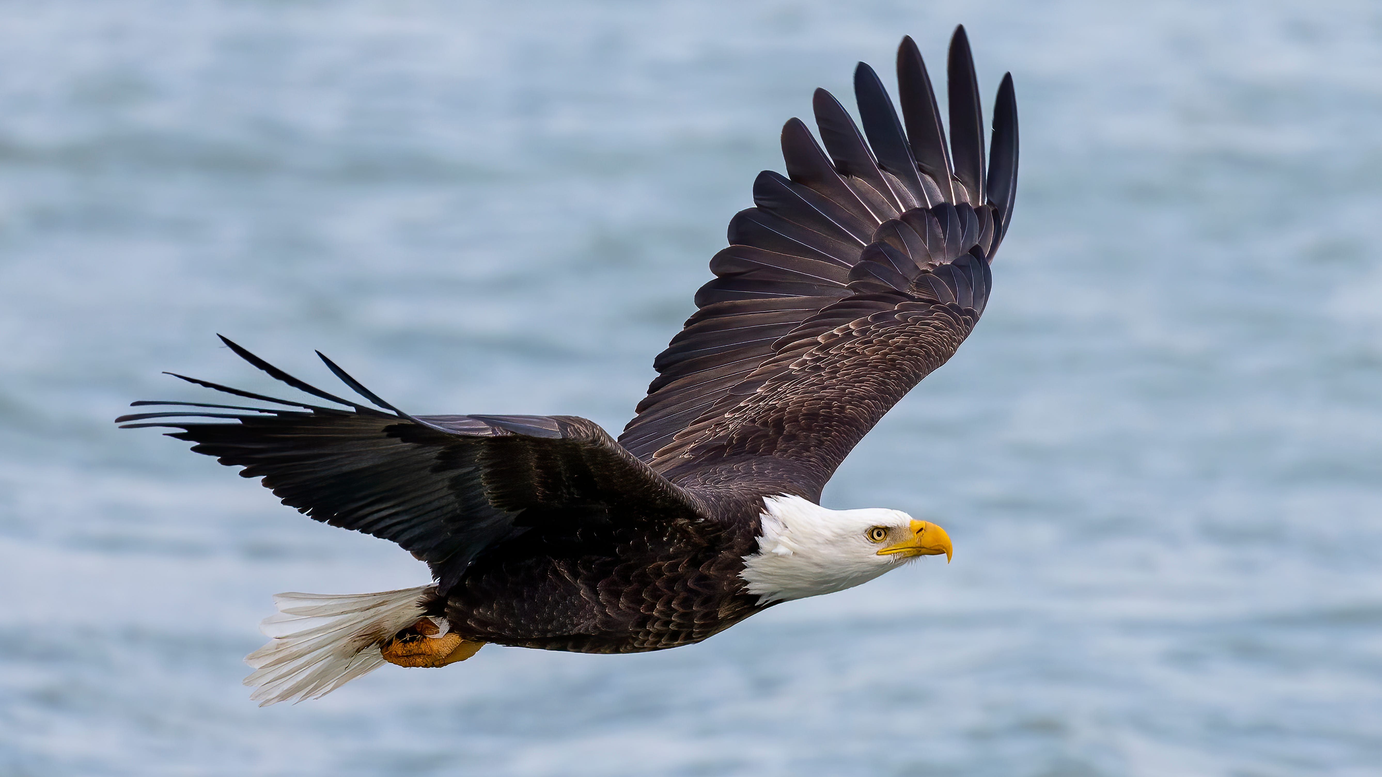 Big Bear's famous family of bald eagles expecting another!